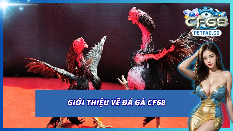 Tổng quan về Đá Gà CF68