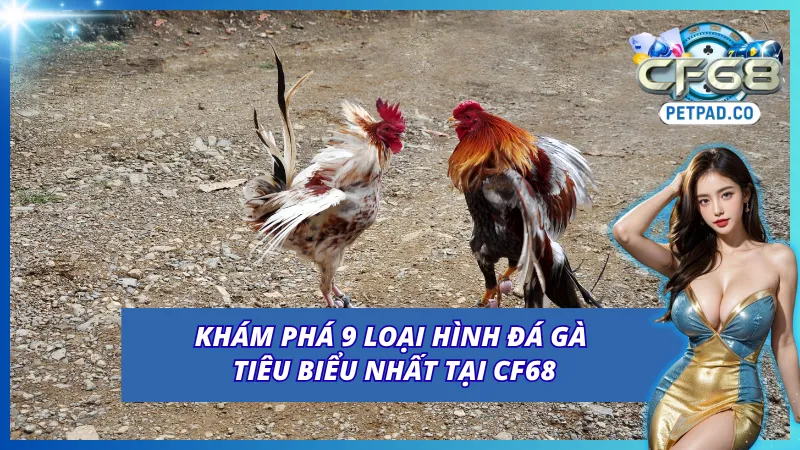 Chín loại hình đá gà tiêu biểu tại đây